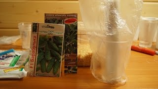 СЕЕМ ОГУРЦЫ в САМОКРУТКУ И ОПИЛКАХ