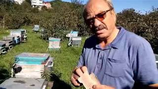 Arıcılık - Eylül Arıyı Kışa Hazırlama ve Varoaya Karşı Önlem - 23.09.2019 - Nogay Arıcılık