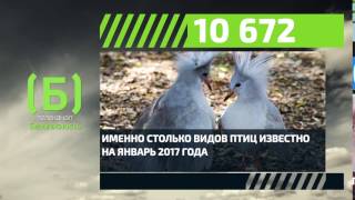 Сколько видов птиц существует в мире на сегодняшний день?