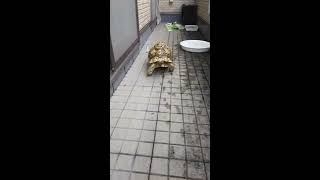 Running Leopard Tortoise ヒョウモンガメ