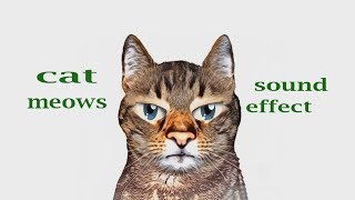 How A Cat Heat Meows - Sound Effect - Animation
