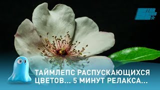 Таймлепс распускающихся цветов... 5 минут релакса...