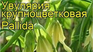 Увулярия крупноцветковая Паллида. Краткий обзор, описание характеристик uvularia grandiflora Pallida