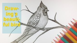 How to draw a beautiful bird - Amazing animal drawing videos