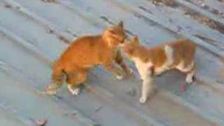 Cat  Fighting   ليبية