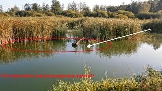 Карп на удочку в камышах. Вываживания карпа в камышах.