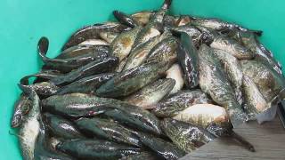 Как приготовить вкусные котлет из ротана