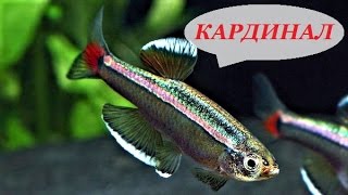 Кардинал рыбка аквариумная, содержание кардиналов, разведение, уход, кормление, совместимость.