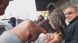 سوق الغزل . لبيع الحيوانات في بغداد 24 يناير2020 Animals