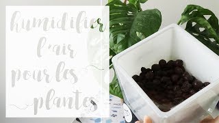 Humidifier l'air avec des billes d'argiles | SERIE Gérer l'humidité pour les plantes d'intérieur