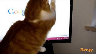 Siberian Cat, Rougy Vs Indicatore mouse