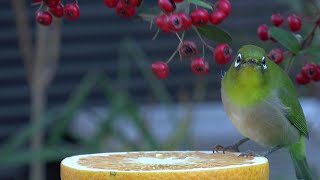 メジロ餌付け動画２０２１　超接近（Ｇｏｐｒｏ７で１５～２０ｃｍ）して頭上から撮影　２０２１／１／３１～２／４撮影
