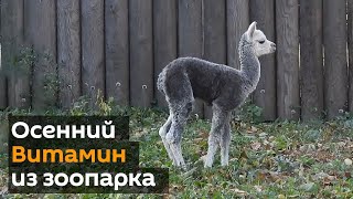 Детеныш альпаки родился в московском зоопарке, его назвали "Витамин"