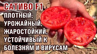 ТОМАТ САТИВО F1 - ОЧЕНЬ УРОЖАЙНЫЙ, ЖАРОСТОЙКИЙ, УСТОЙЧИВЫЙ К БОЛЕЗНЯМ И ВИРУСАМ ПОМИДОР