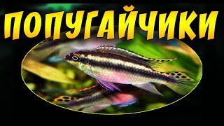 ПЕЛЬВИКАХРОМИС ПУЛЬХЕР ИЛИ ЦИХЛИДА ПОПУГАЙ СОДЕРЖАНИЕ, СОВМЕСТИМОСТЬ, РАЗМНОЖЕНИЕ!