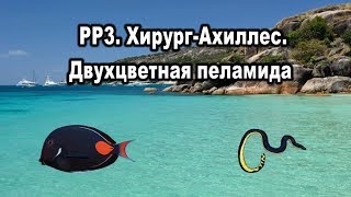 РР3. Хирург-Ахиллес. Двухцветная пеламида.