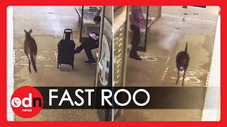 In a Rush: Kangaroo Speeds Past Commuters at Canberra Train Station