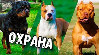 КТО ЛУЧШЕ ОХРАНЯЕТ ПИТБУЛЬ\\СТАФФОРД ИЛИ РОТВЕЙЛЕР