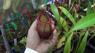 Nepenthes Comenzando a colgar - Plantas carnívoras Carnizonaplant