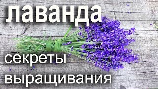 Восхитительное растение Лаванда.Как посадить,ухаживать ,размножать