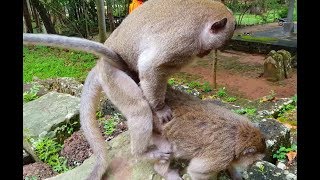 Grandfather's Sweet Pea doing on female monkey ? Popeye mistreated by Grand's SP too,SEANG SAO ST 41