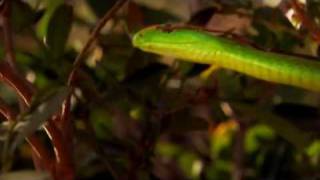 Deadly Green Mamba almost invisible