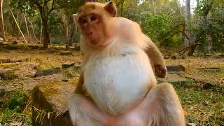 Big pregnant Briget, Briget got twin babies in her belly?, Briget seen nearly give new birth soon