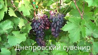 Днепровский сувенир