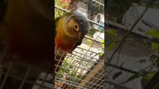 My yellow sided conure and red factor sun conure