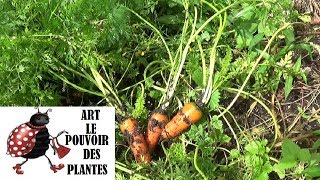 Jardinage: Récolte de graines de carottes: semis, arrosage, récolte. Plante annuelle