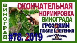 ? ВАЖНО! ОКОНЧАТЕЛЬНАЯ нормировка винограда ГРОЗДЯМИ и ПОБЕГАМИ после цветения. Нормировка урожая.