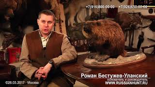 Бобровая струя ее лечебные свойства, где купить, применение.