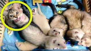 Adorable Little Kitten Called Komari Was Rescued, Now She Thinks She’s A Ferret