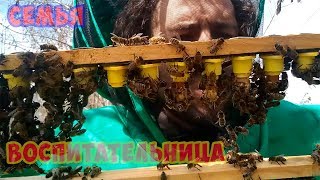 Вывод маток.Семья воспитательница без удаления матки через решетку ганемановскую весной