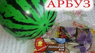 Подготовка семян Арбуза к посадки.Результат на следующий день.Советуем его посмотреть.