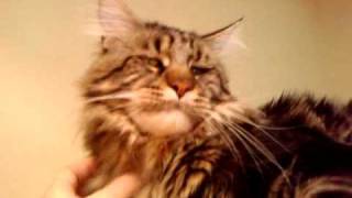 Злой мейн кун Дамур -2. Angry maine coon Damur -2