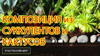 Композиция из кактусов и суккулентов NEW (1 серия)