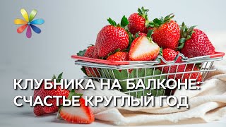 Клубничная грядка на балконе! – Все буде добре. Выпуск 793 от 18.04.16