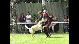 Лабрадор охранник для защиты людей