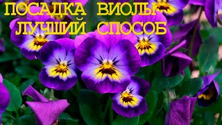 ВИОЛА | РАССКАЗЫВАЮ СЕКРЕТЫ ПОСАДКИ