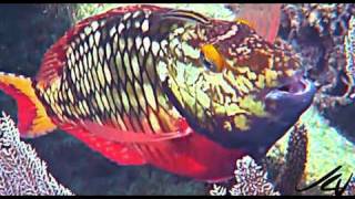 beautiful tropical fish on the reef