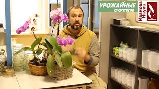Главное ПРАВИЛО ухода за фаленопсисом.  Как не погубить микоризу?
