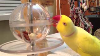 Bowie's Attempt at the Foraging Toy