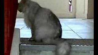 The Lovely Cat Meow Meow Part 2