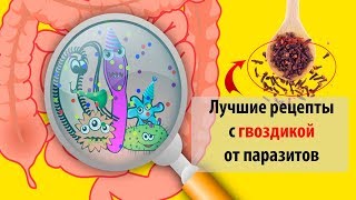 Гвоздика от паразитов и глистов: как принимать, полезные свойства и противопоказания