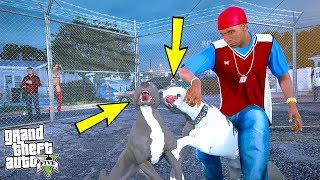 YAVRU PİTBULL ABİSİ KAOS'LA KAFES DÖVÜŞÜ YAPIYOR! - GTA 5
