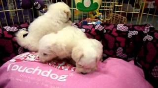 ΜΑΛΤΕΖ ΚΟΥΤΑΒΙΑ - MALTESE PUPPIES
