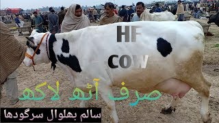 High rated Hf cow for sale in sargodha mandi,pakistan.