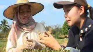 กบนอกกะลา ตอน หอมแท้กระเทียมไทย