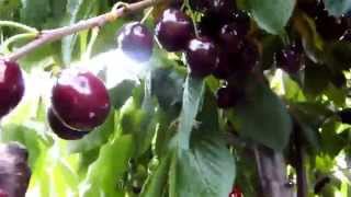 Саженцы черешни Прощальная